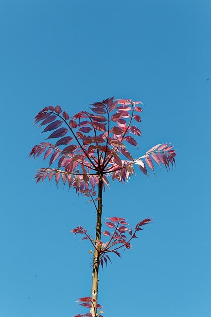 Jardin Botanique de la Bastide-022